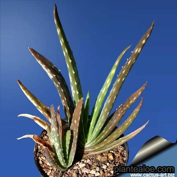 Aloe chinensis