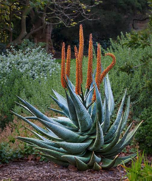 Aloe ferox