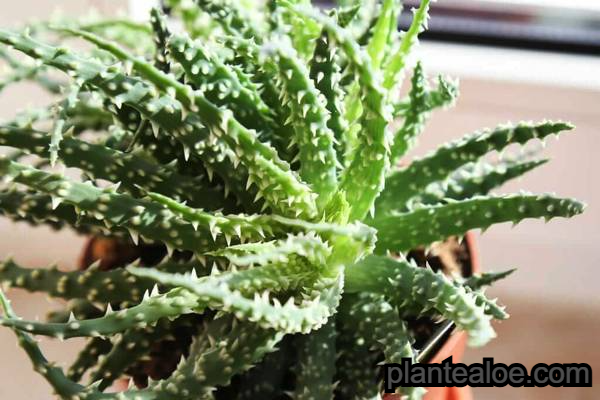 Aloe humilis