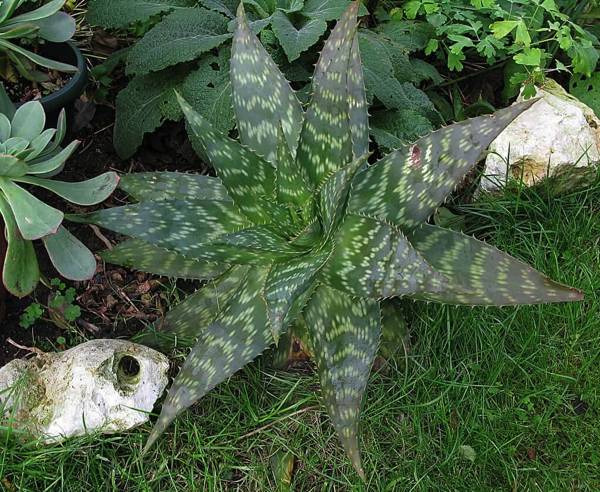 Aloès maculata
