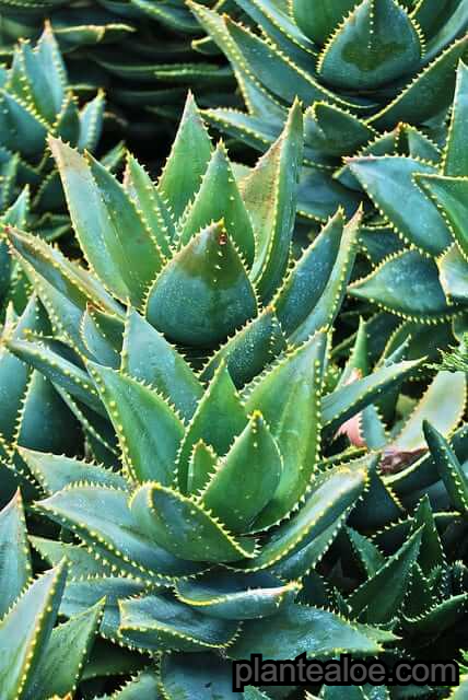 Aloe mitriformis