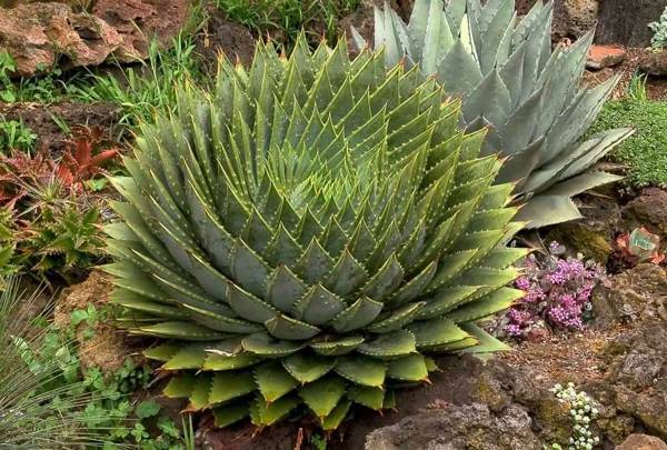 Aloe polyphylla