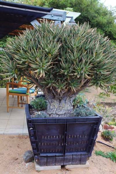 Aloe ramosissima