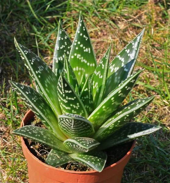 Aloe tiki thai