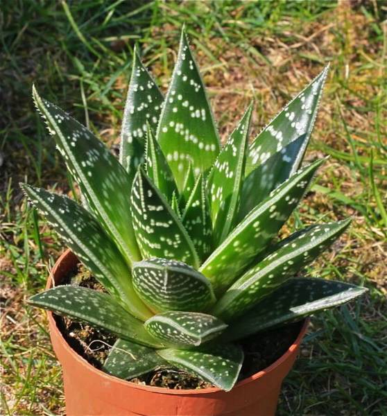 Aloe tiki thai