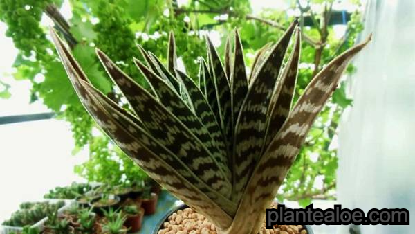 Aloès variegata