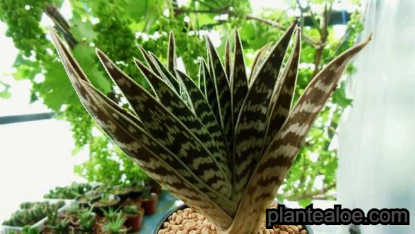 Aloe variegata