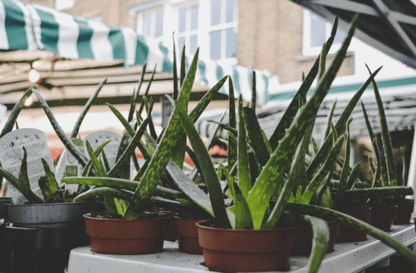 Aloe Vera Reduit Cholesterol