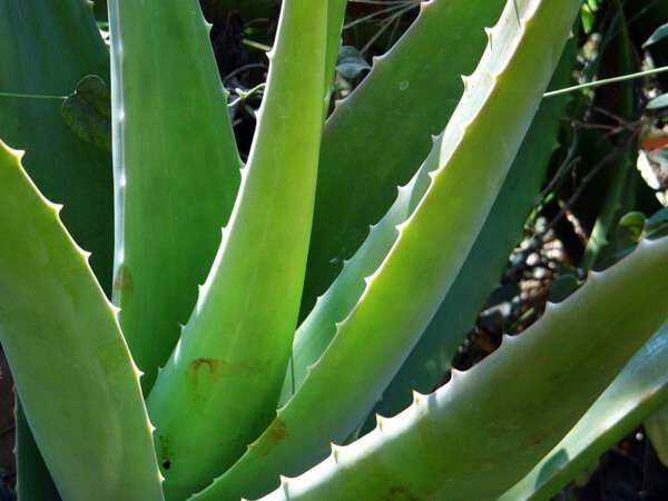 Aloe vera barbadensis miller