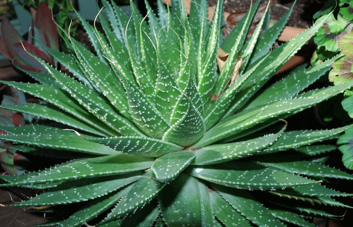 Aloe aristata