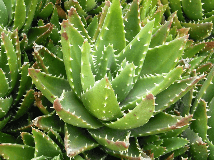 Aloe Brevifolia
