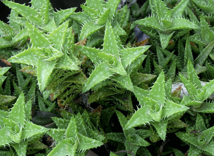 Aloe juvenna