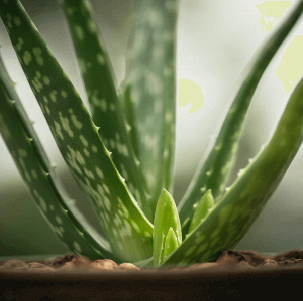 Aloe Vera Maigrir