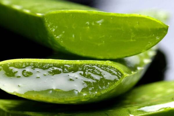 Comment Congeler Aloe Vera