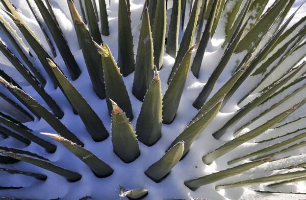 Plante Aloe Hiver Feuille molles