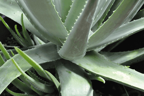 Plante Aloe Vera Cultivation