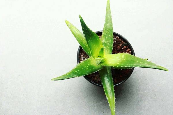 Plante Aloe