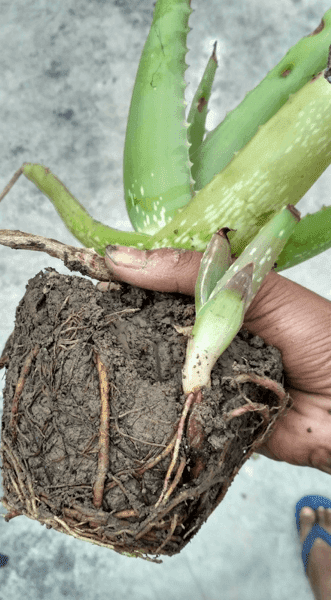 Tranplanter Aloe Vera